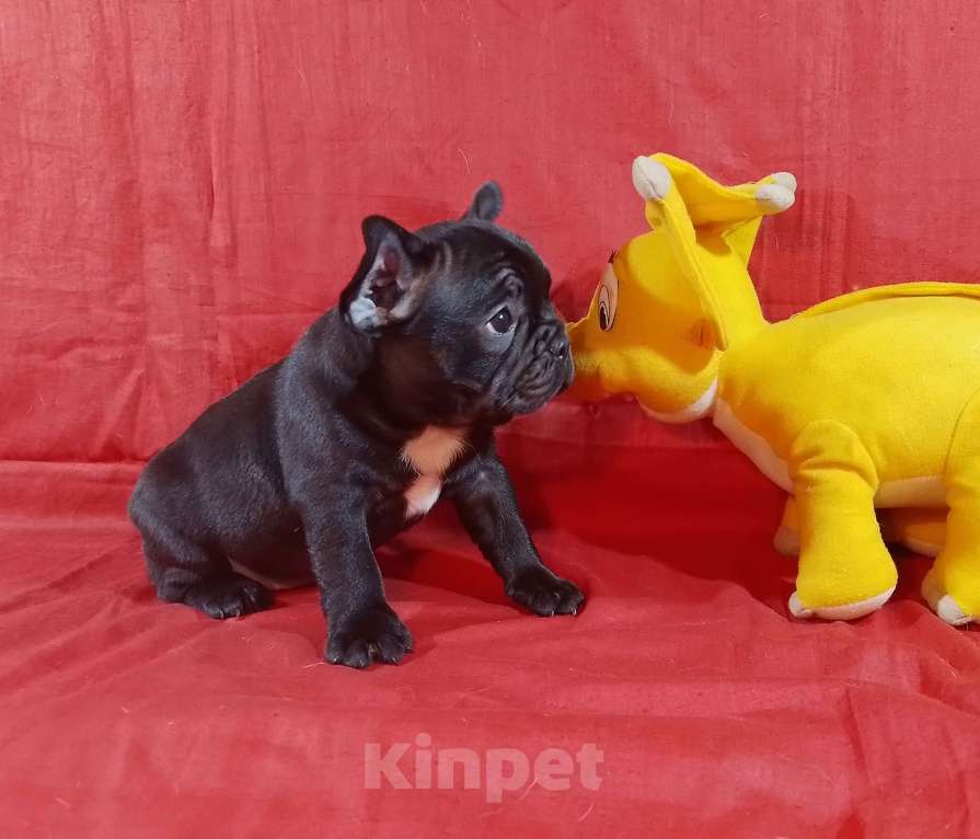 Собаки в Екатеринбурге: Очаровательные француженки Девочка, 25 000 руб. - фото 2