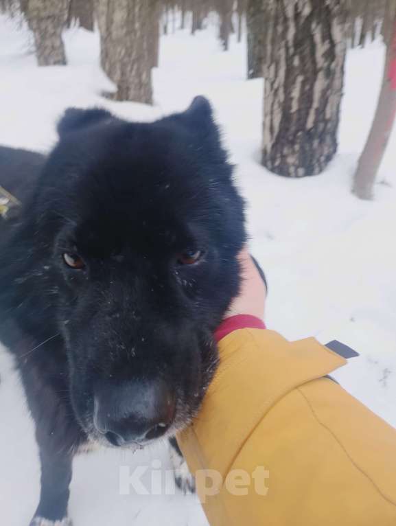 Собаки в Балашихе: Эдгар Мальчик, Бесплатно - фото 8