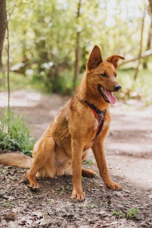 Собаки в Москве: Люмус ищет дом  Мальчик, Бесплатно - фото 3