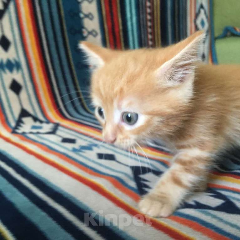 Кошки в Москве: Рыжик ищет свою семью Мальчик, 1 руб. - фото 8