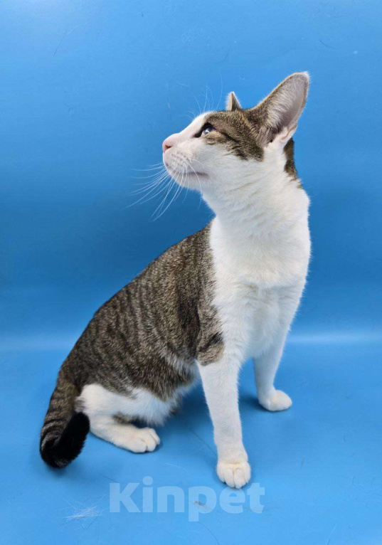 Кошки в Москве: Ласковейшая Юна в добрые руки Девочка, Бесплатно - фото 3