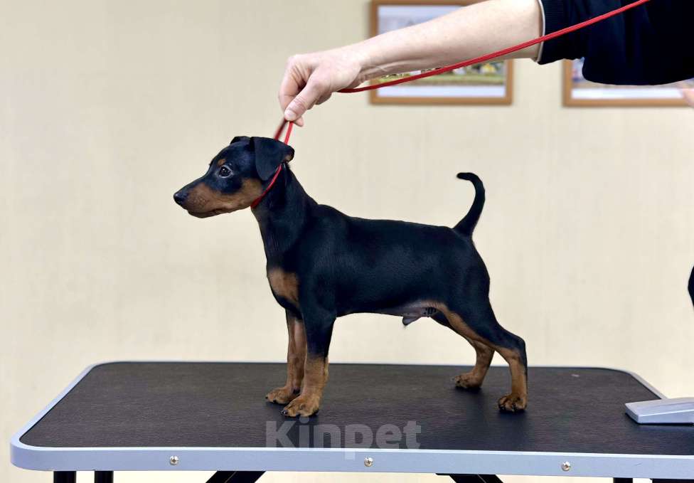 Собаки в Ставрополе: Щенок Цвергпинчер  Мальчик, 35 000 руб. - фото 2