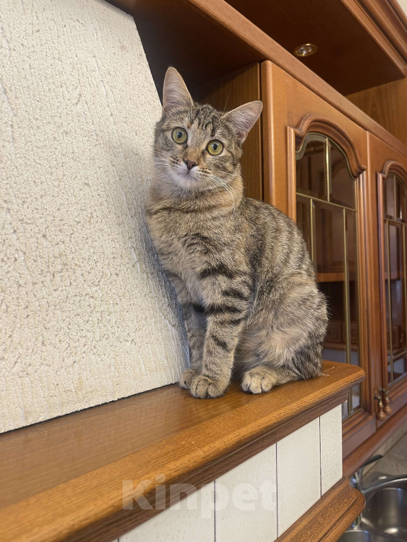 Кошки в других городах Московской области: Сливка Девочка, Бесплатно - фото 5