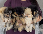 Собаки в Москве: Малыши и малышки померанского и малого шпица Девочка, Бесплатно - фото 2