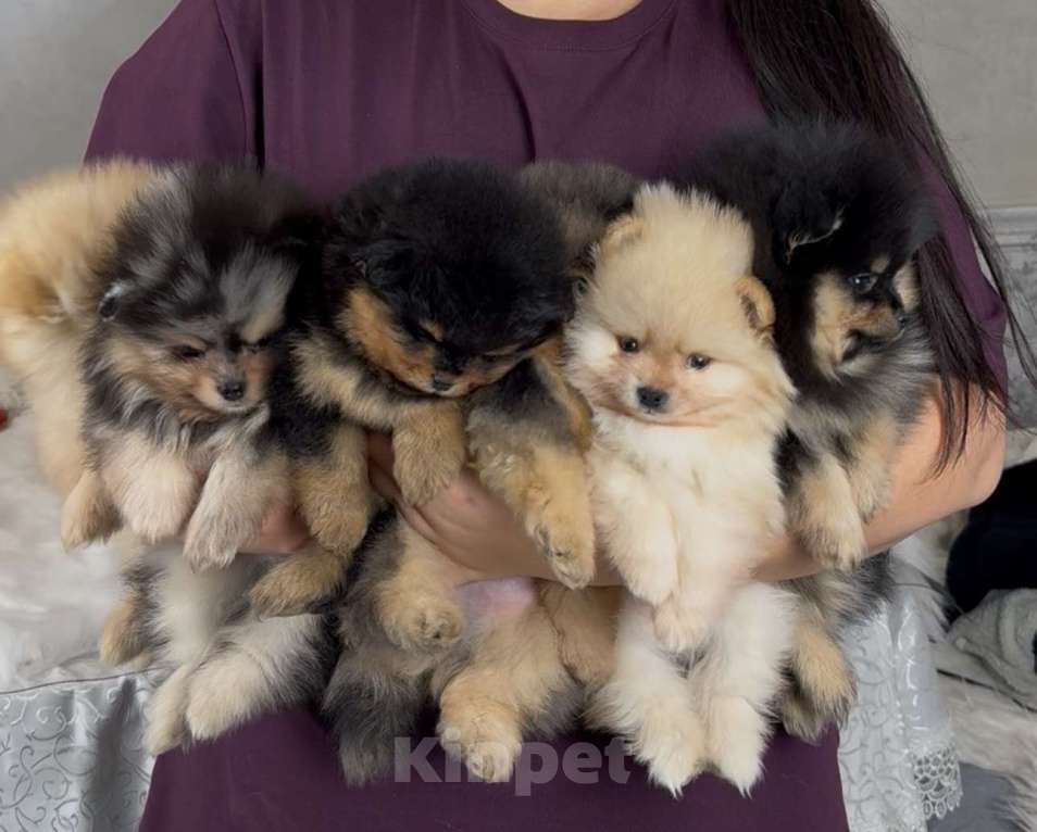 Собаки в Москве: Малыши и малышки померанского и малого шпица Девочка, Бесплатно - фото 2