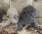Кошки в Рыбинске: Чистокровные шотландские котята, 5 000 руб. - фото 4