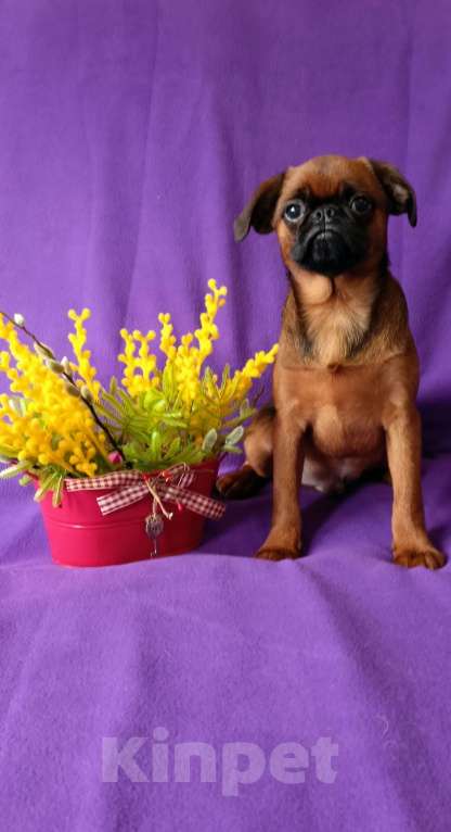 Собаки в Санкт-Петербурге: Рыжее солнышко Мальчик, Бесплатно - фото 2