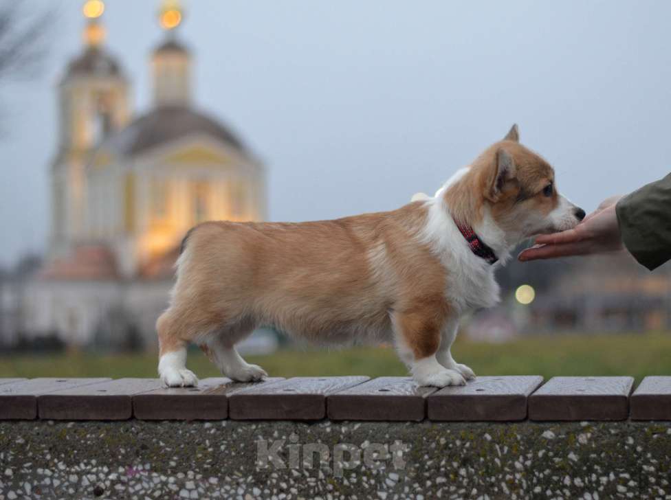 Собаки в Москве: Щенки вельш корги пемброк Девочка, 60 000 руб. - фото 2