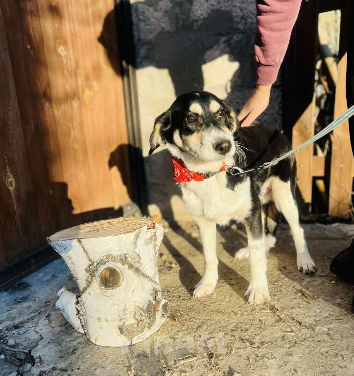 Собаки в Москве: Щенок в добрые руки  Мальчик, Бесплатно - фото 4