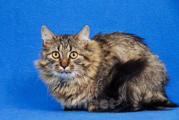 Кошки в Москве: котенок Орешек ищет дом Мальчик, Бесплатно - фото 6