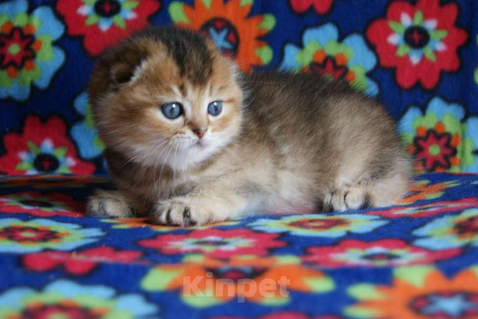 Кошки в Москве: золотой мальчик Мальчик, 35 000 руб. - фото 4