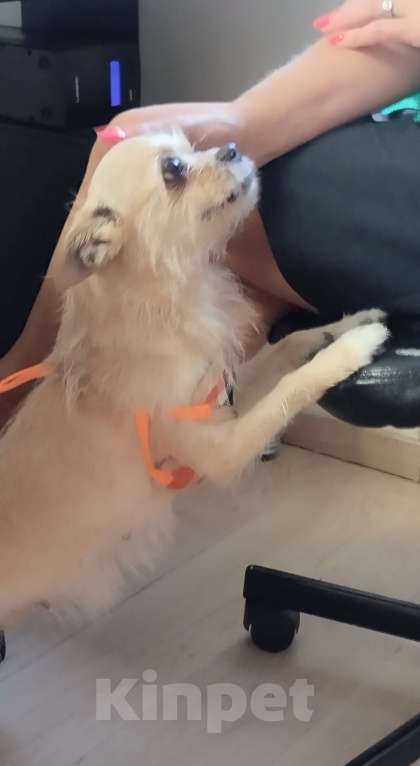 Собаки в Москве: Найдена собака Девочка, Бесплатно - фото 8