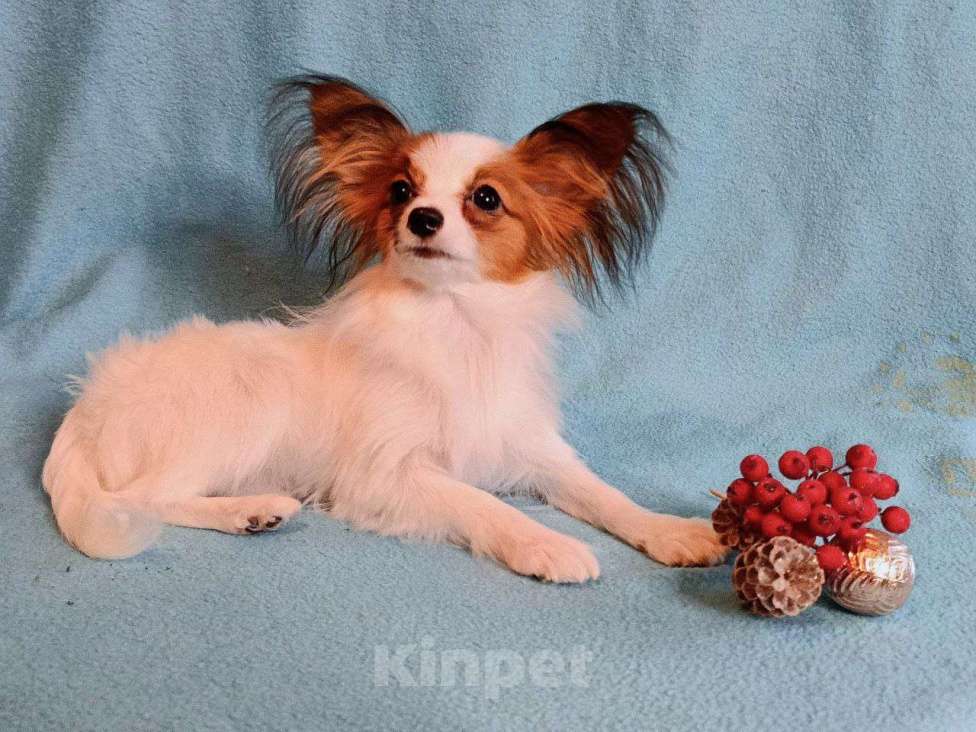 Собаки в Москве: Небольшая малышка папийон Девочка, 45 000 руб. - фото 5