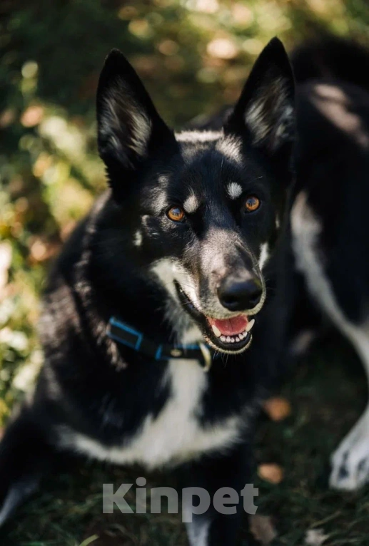 Собаки в других городах Московской области: Джек якутенок Мальчик, Бесплатно - фото 5