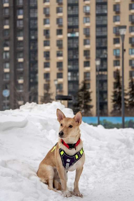 Собаки в Москве: Небольшая собачка Лисян ищет дом и семью! Девочка, Бесплатно - фото 2