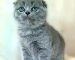 Кошки в Москве: Котята шотландские Мальчик, 25 000 руб. - фото 3
