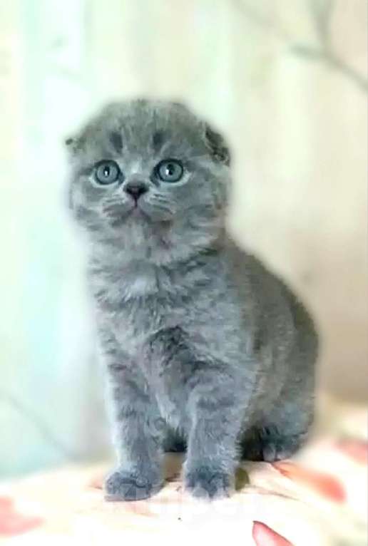 Кошки в Москве: Котята шотландские Мальчик, 25 000 руб. - фото 3