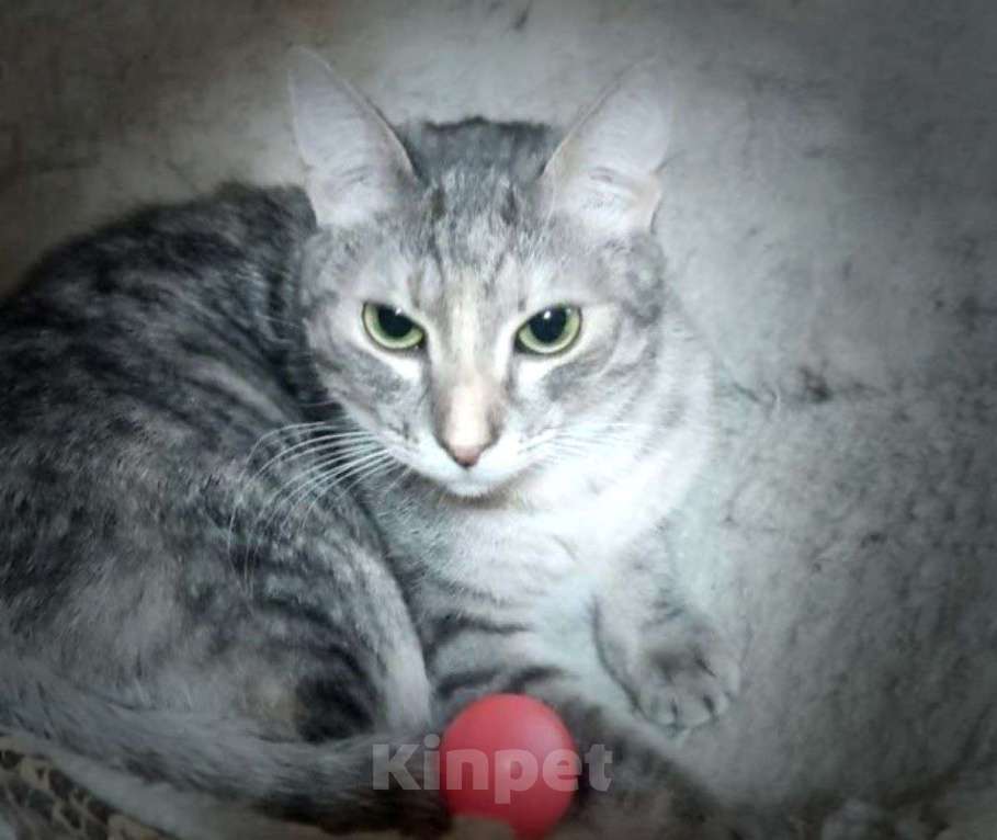 Кошки в Москве: Стеша, серебряная шубка. Молодая кошка в добрые руки. Девочка, Бесплатно - фото 4