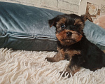 Собаки в Челябинске: Щенки йоркшеркого терьера Мальчик, 20 000 руб. - фото 2