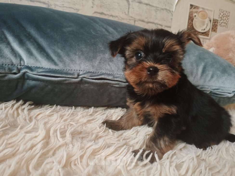 Собаки в Челябинске: Щенки йоркшеркого терьера Мальчик, 20 000 руб. - фото 2