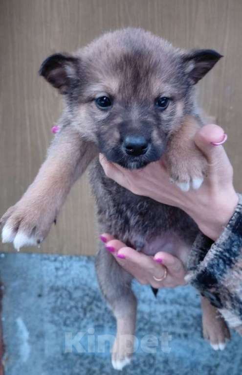 Собаки в Солнечногорске: Отдам щенка в добрые руки Мальчик, Бесплатно - фото 4