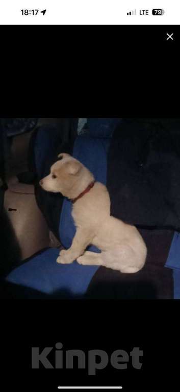 Собаки в Лосином-Петровском: Пинки ,якутенок с розовым носом Девочка, Бесплатно - фото 2