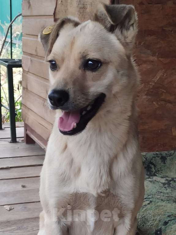 Собаки в Люберцах: Ищет дом маленький песик Юнкер Мальчик, Бесплатно - фото 3