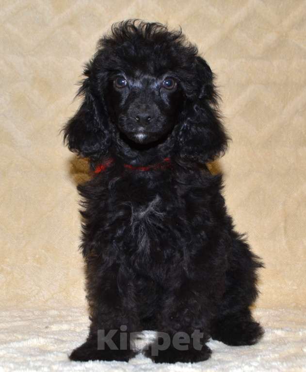 Собаки в Глазове: Оливушка Девочка, 50 000 руб. - фото 3