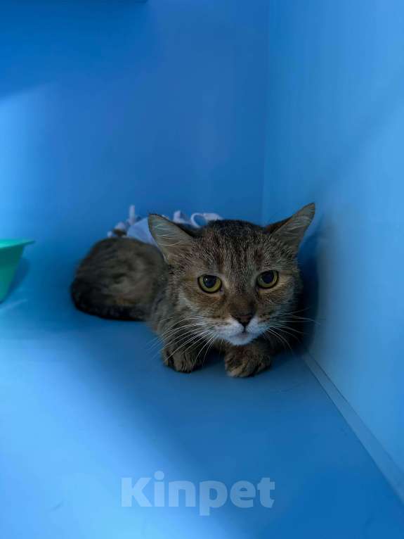 Кошки в Москве: Хозяйка сломала позвоночник, у родных аллергия. Кошке некуда идти Девочка, Бесплатно - фото 2