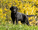 Собаки в других городах Московской области: Черный щенок лабрадора Девочка, 50 000 руб. - фото 4