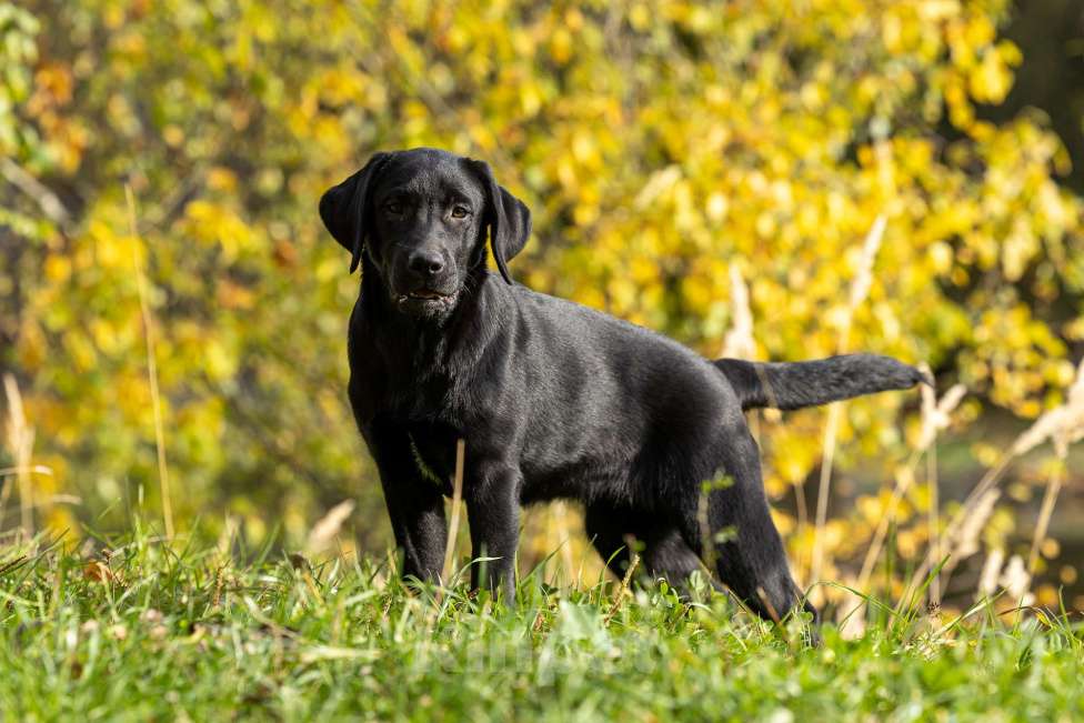 Собаки в других городах Московской области: Черный щенок лабрадора Девочка, 50 000 руб. - фото 4