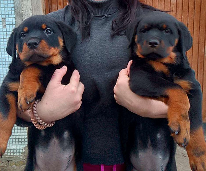 Иолисса Иса