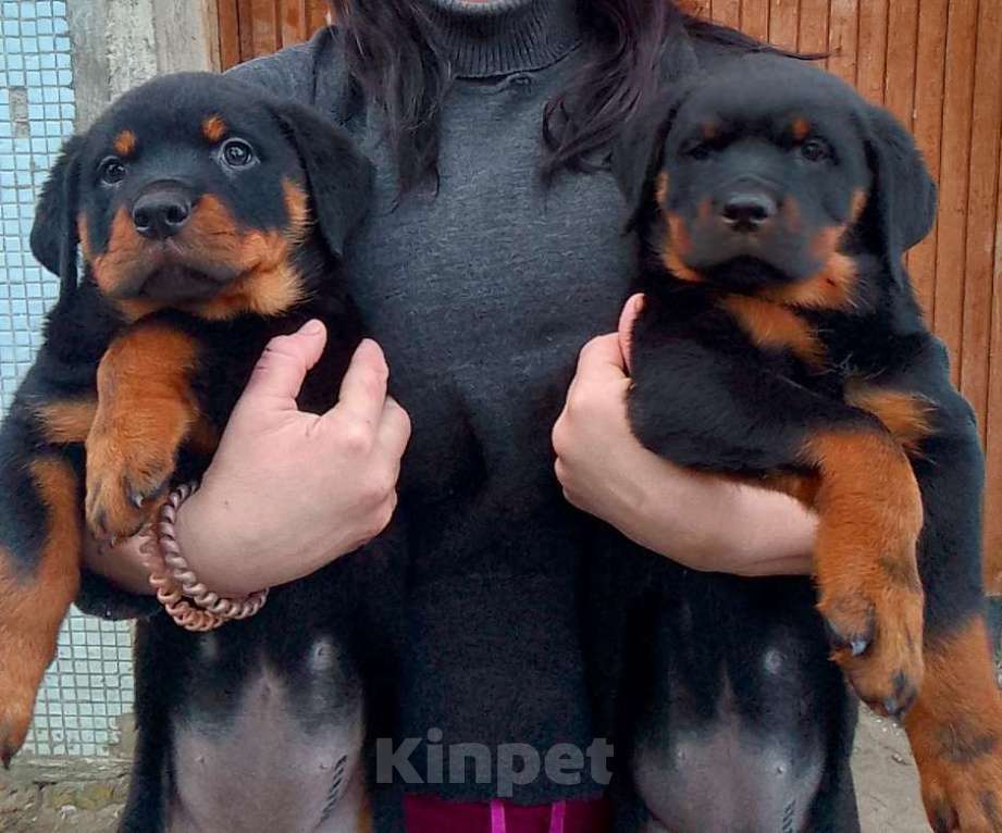 Собаки в Курске: Иолисса Иса Девочка, 20 000 руб. - фото 1