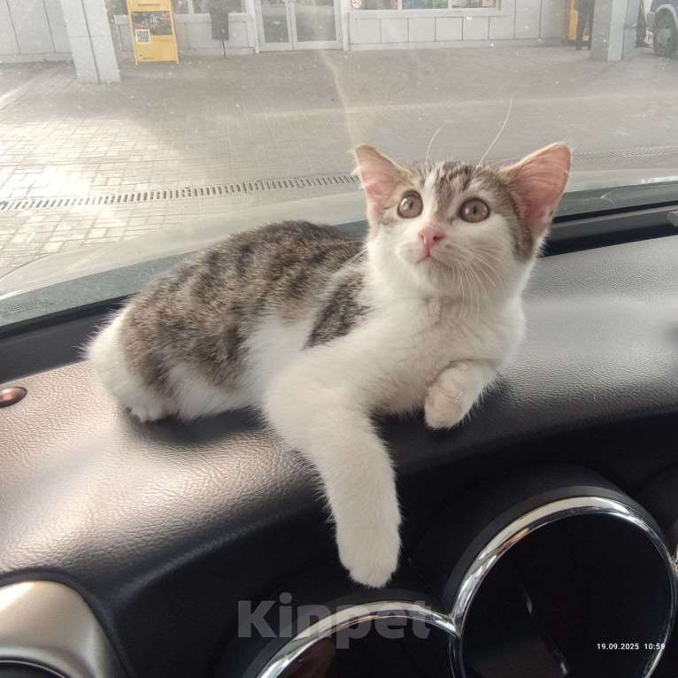 Кошки в Ульяновске: Ласковая девочка 2 мес. Девочка, Бесплатно - фото 2