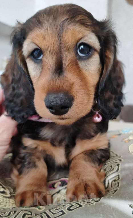 Собаки в Рязани: Предлагаю щенков таксы стандартной длинношерстной от красивой пары чемпионов. Мальчик, 50 000 руб. - фото 8