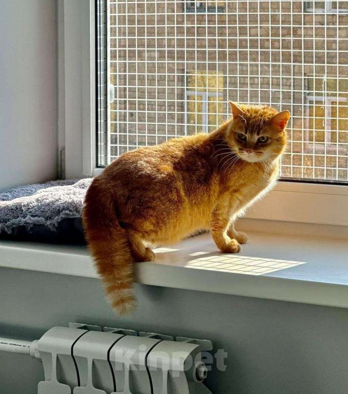 Кошки в Москве: Рыжая красотка с характером срочно ищет дом! Девочка, Бесплатно - фото 7