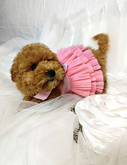 Мальтипу мини red brown 