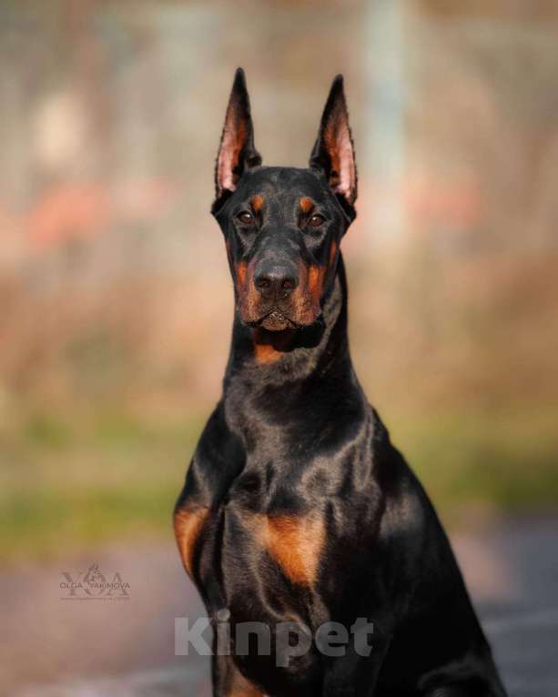 Собаки в Ейске: Добермвн вязка Мальчик, 30 000 руб. - фото 1