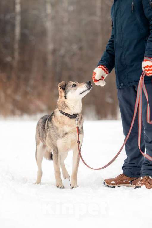 Собаки в Москве: Милый оптимист Джек ищет дом Мальчик, Бесплатно - фото 9