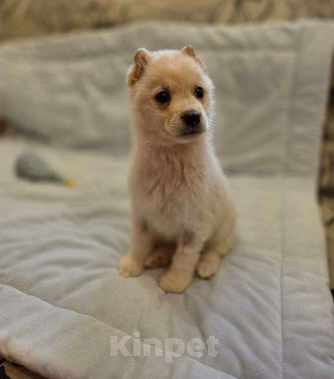 Собаки в Москве: Тофу ,щенок из Якутска Мальчик, Бесплатно - фото 6