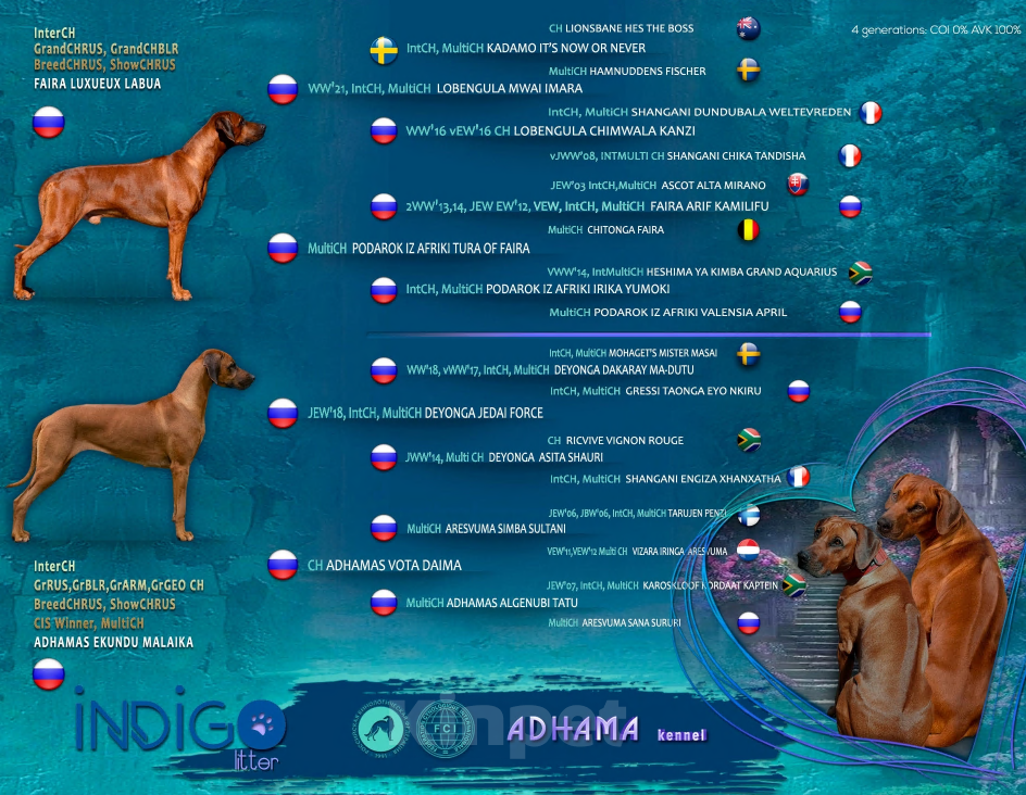 Собаки в Санкт-Петербурге: Родезийский риджбек щенок девочка. Породный питомник Девочка, 40 000 руб. - фото 4