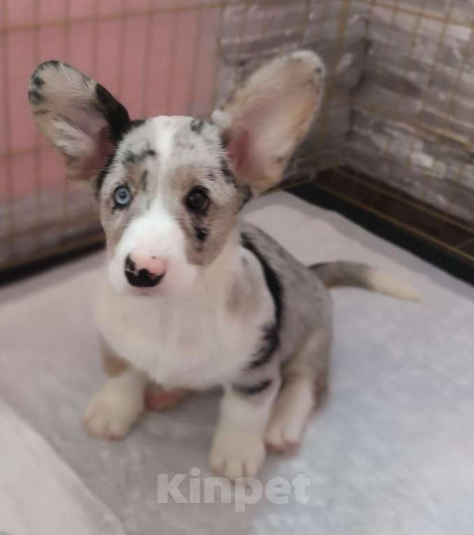 Собаки в Уфе: Продаются щенки вельш-корги кардиган Девочка, 60 000 руб. - фото 2