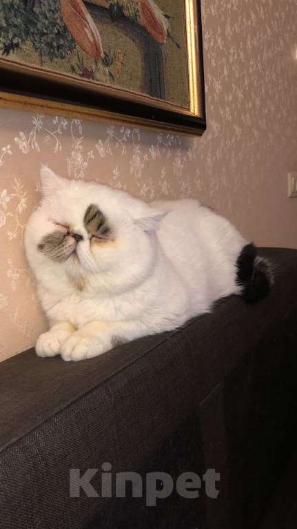 Кошки в Москве: Экзотическая пара котик и кошка Девочка, 10 000 руб. - фото 5