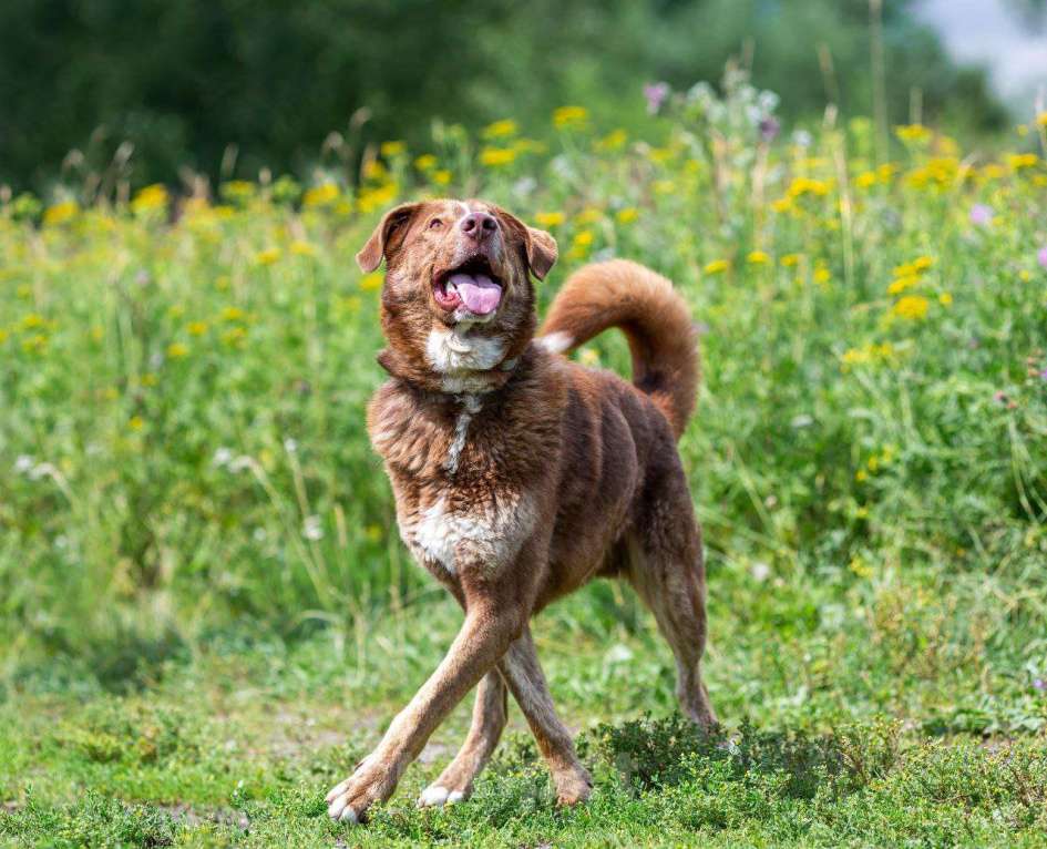 Собаки в других городах Московской области: Собака Барни ищет дом.  Мальчик, Бесплатно - фото 4