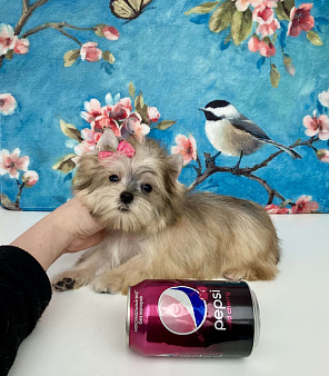 Золотой йорк мини девочка бэби фейс