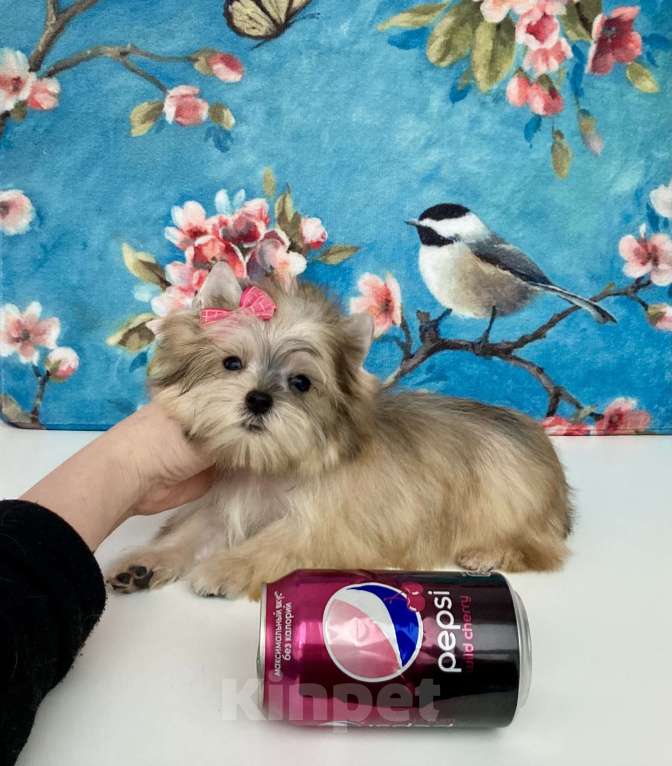 Собаки в Москве: Золотой йорк мини девочка бэби фейс Девочка, 85 000 руб. - фото 1