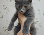 Кошки в Москве: Котенок в поисках семьи Мальчик, Бесплатно - фото 3