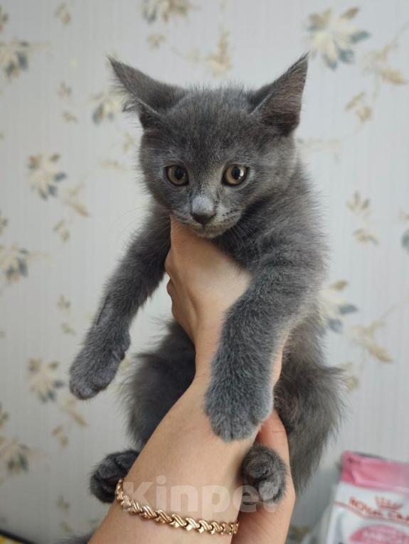 Кошки в Москве: Котенок в поисках семьи Мальчик, Бесплатно - фото 3