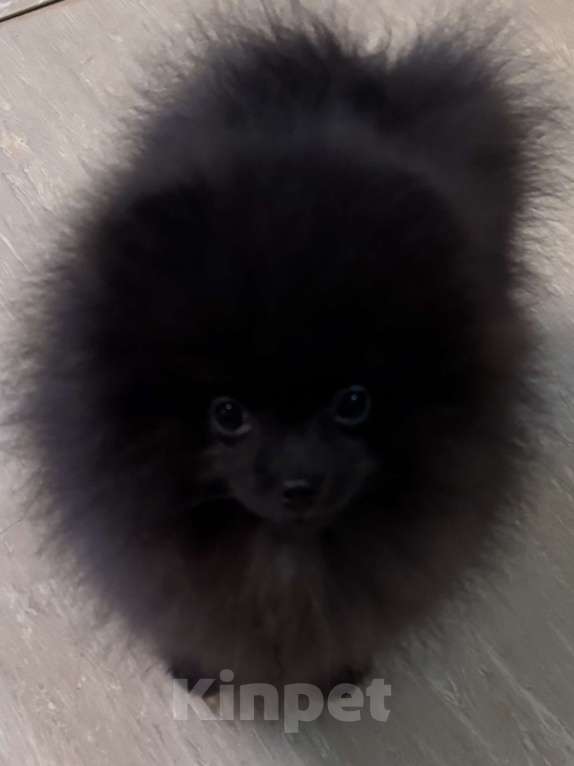 Собаки в Петергофе: Черный уголек Мальчик, 40 000 руб. - фото 2