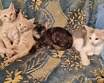 Кошки в Симферополе: Котята бесплатно Мальчик, 2 руб. - фото 1